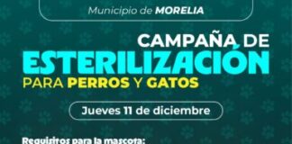 SSM realizará jornada gratuita de esterilización para perros y gatos en Morelia