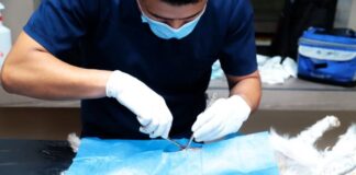 Más de 23 mil mascotas esterilizadas en Michoacán durante 2025: SSM