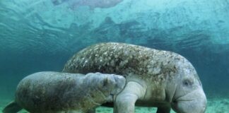 ¿Pingüinos y manatíes en Morelia? El zoológico alista llegada de estos ejemplares