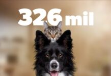 Más de 300 mil mascotas protegidas contra la rabia durante 2025: SSM