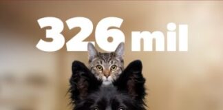 Más de 300 mil mascotas protegidas contra la rabia durante 2025: SSM