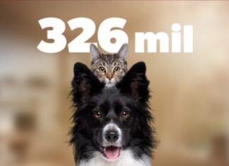Más de 300 mil mascotas protegidas contra la rabia durante 2025: SSM