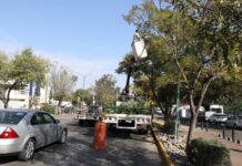 Servicios Públicos municipales embellece la Calzada Juárez