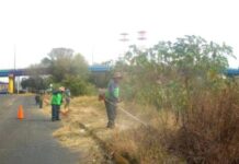 Brigadas de Servicios Públicos refuerzan poda y limpieza en vialidades de Morelia