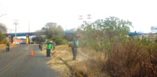 Brigadas de Servicios Públicos refuerzan poda y limpieza en vialidades de Morelia