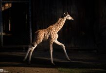 Presenta el zoológico de Morelia a nueva jirafa