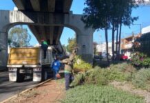 Permanentes, acciones de poda sanitaria en Morelia