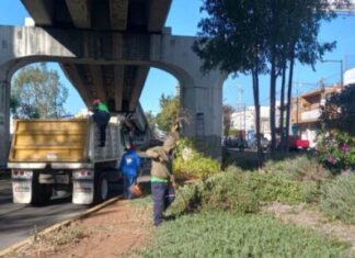 Permanentes, acciones de poda sanitaria en Morelia