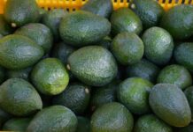 Aguacate de Michoacán tendrá protección geográfica