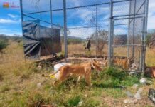 Zoológico de Morelia resguarda a felinos rescatados en Jiquilpan
