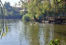Implementa Ayuntamiento de Morelia acciones de cuidado y protección de fauna en el Bosque Cuauhtémoc