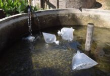 Con apoyo del Gobierno de Morelia, productores piscícolas se preparan para la cuaresma