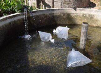 Con apoyo del Gobierno de Morelia, productores piscícolas se preparan para la cuaresma
