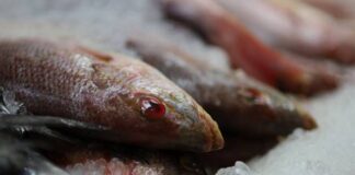 SSM llama a extremar precauciones en el consumo de pescados y mariscos