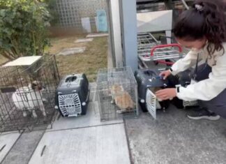 Refuerza Gobierno de Morelia atención y cuidado de felinos en instalaciones del Issste