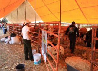 Familias y productores hacen de la Expo Agrotegan 2026 un éxito en Morelia