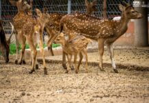 Crece la familia del Zoológico de Morelia: registran exitosa temporada de reproducciones