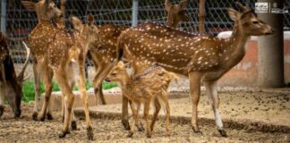 Crece la familia del Zoológico de Morelia: registran exitosa temporada de reproducciones