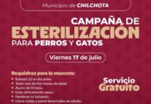 SSM realizará jornada gratuita de esterilización felina y canina en Chilchota