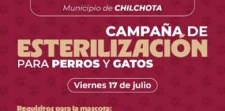 SSM realizará jornada gratuita de esterilización felina y canina en Chilchota