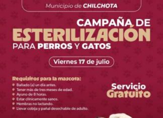 SSM realizará jornada gratuita de esterilización felina y canina en Chilchota