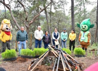 Gobierno de Morelia fortalece la recuperación de los bosques con jornada de reforestación