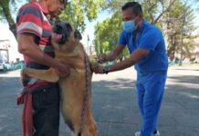 SSM exhorta a vacunar contra la rabia a los animales de compañía
