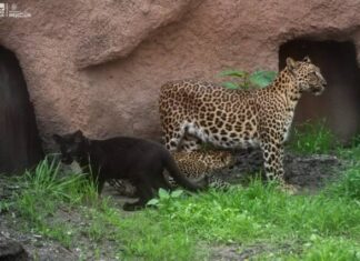 Presenta Zoo Morelia a nuevos inquilinos; son dos crías de leopardo