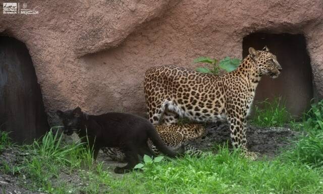 Presenta Zoo Morelia a nuevos inquilinos; son dos crías de leopardo