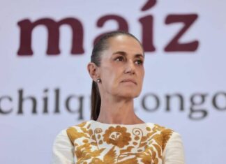 Sheinbaum anuncia plan para recuperar exportación de aguacate michoacano tras suspensión de EU