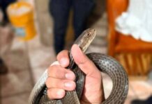 Protección Civil de Morelia atiende de manera oportuna reportes de reptiles en domicilios