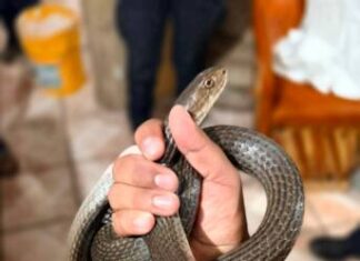 Protección Civil de Morelia atiende de manera oportuna reportes de reptiles en domicilios