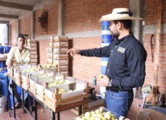 Queremos que la producción de guayaba se convierta en un motor de desarrollo sostenible para Juárez y para todo Michoacán: Octavio Ocampo