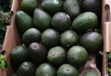Por alerta de seguridad, EU suspende operación de inspectores USDA en Michoacán y frena exportación de aguacate