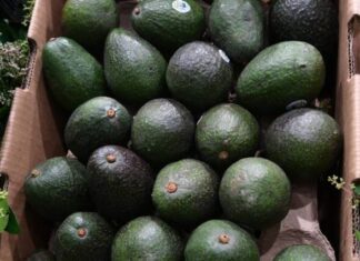 Por alerta de seguridad, EU suspende operación de inspectores USDA en Michoacán y frena exportación de aguacate