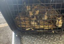 Protección Civil y Bomberos Morelia rescata a nueve patitos de una alcantarilla