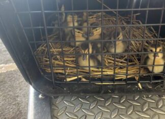 Protección Civil y Bomberos Morelia rescata a nueve patitos de una alcantarilla