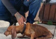 Resguarda IMPA a perrito víctima de maltrato y brinda atención médica