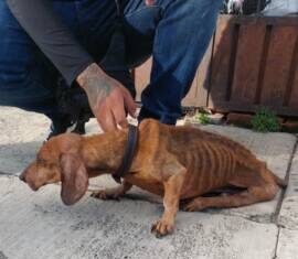 Resguarda IMPA a perrito víctima de maltrato y brinda atención médica