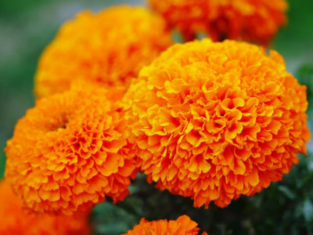 images (6)